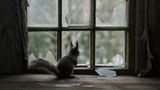 Eichhörnchen blickt aus einem Fenster