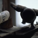 Der Sperlingkauz und seine Zeitung