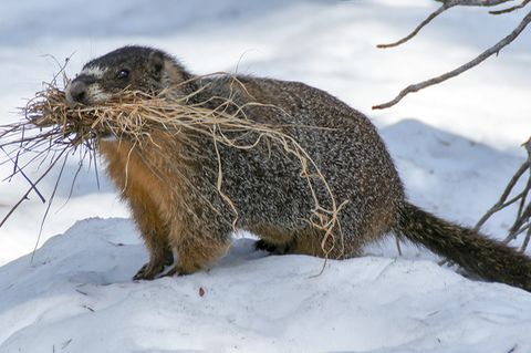 Murmeltier im Schnee