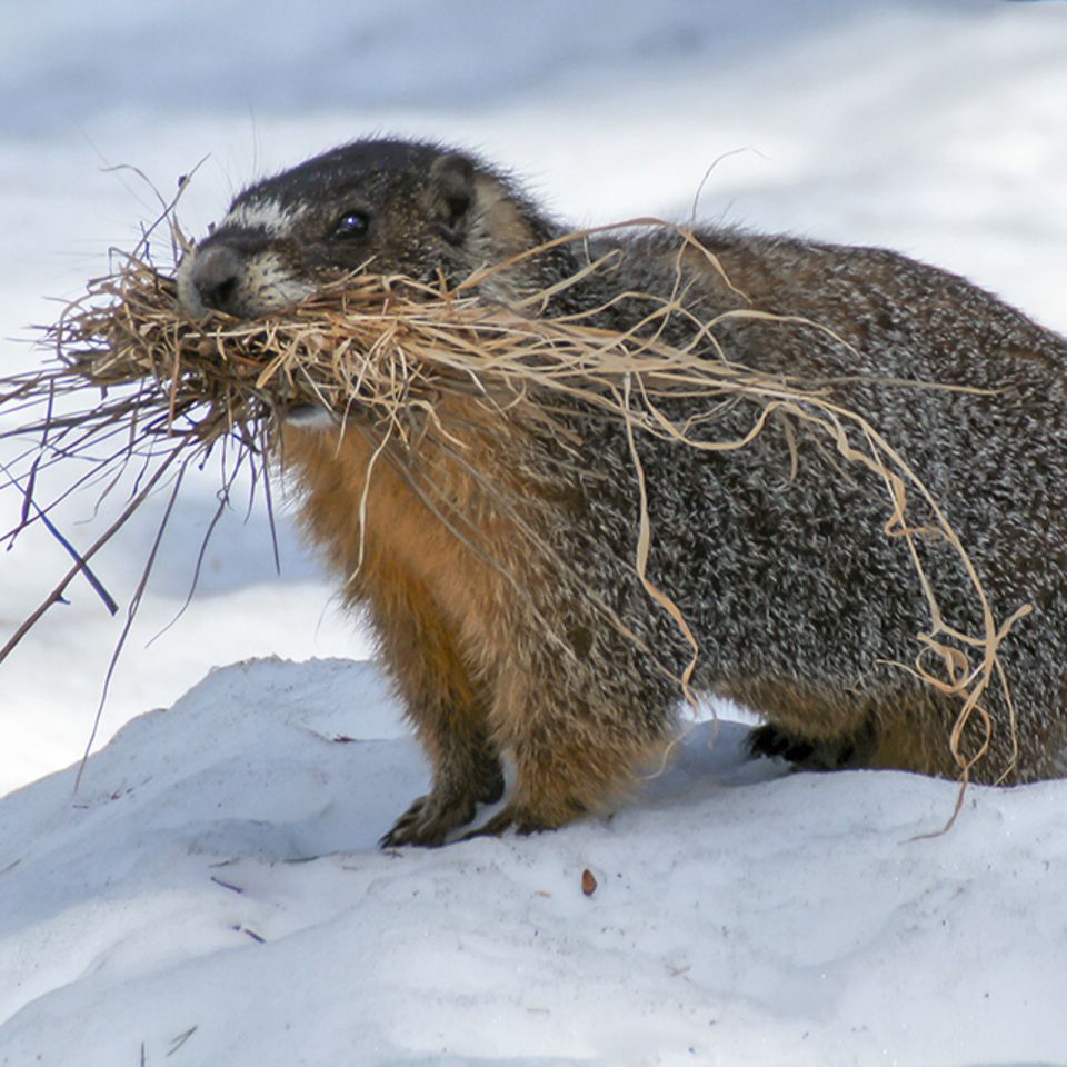 Murmeltier im Schnee