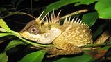 Acanthosaura phuketensis