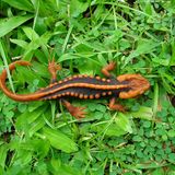 Tylototriton anguliceps