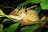 Die Eidechse Acanthosaura phuketensis