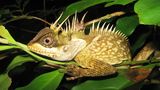 Die Eidechse Acanthosaura phuketensis