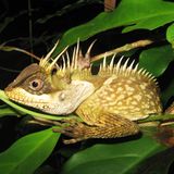 Die Eidechse Acanthosaura phuketensis