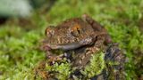 Der Mini-Frosch "Leptolalax isos" aus Kambodscha