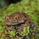 Der Mini-Frosch "Leptolalax isos" aus Kambodscha