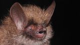 Fledermaus Murina kontumensis
