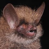 Fledermaus Murina kontumensis