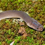 Schlange Parafimbrios lao