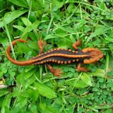 Molch Tylototriton anguliceps