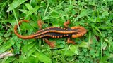 Molch Tylototriton anguliceps