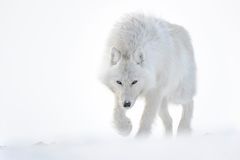 Polarwolf