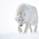 Polarwolf