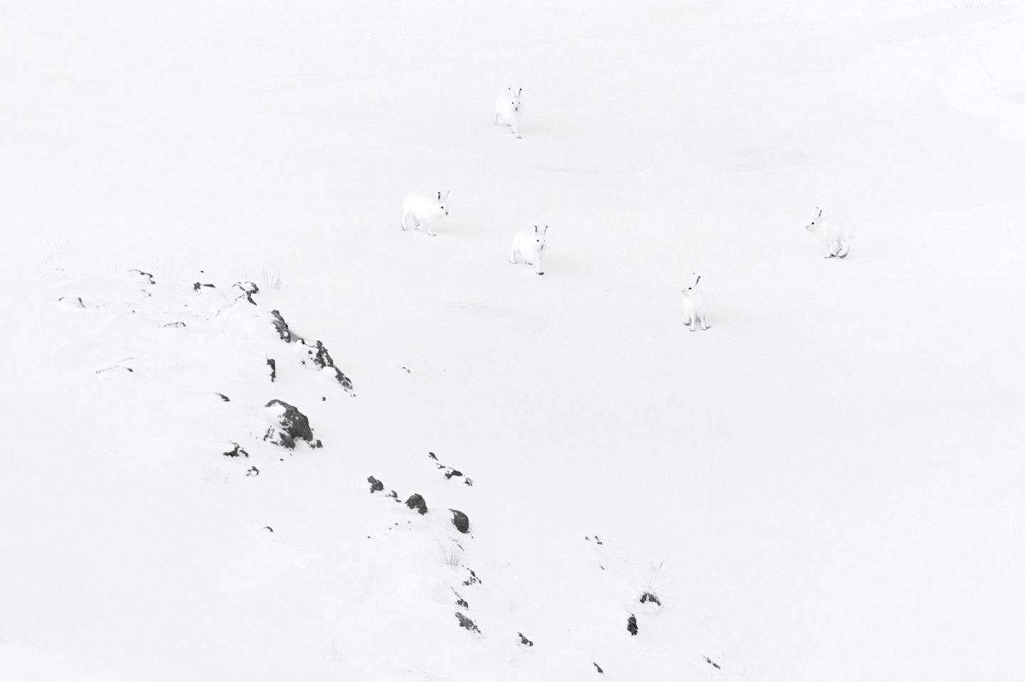 Polarhasen