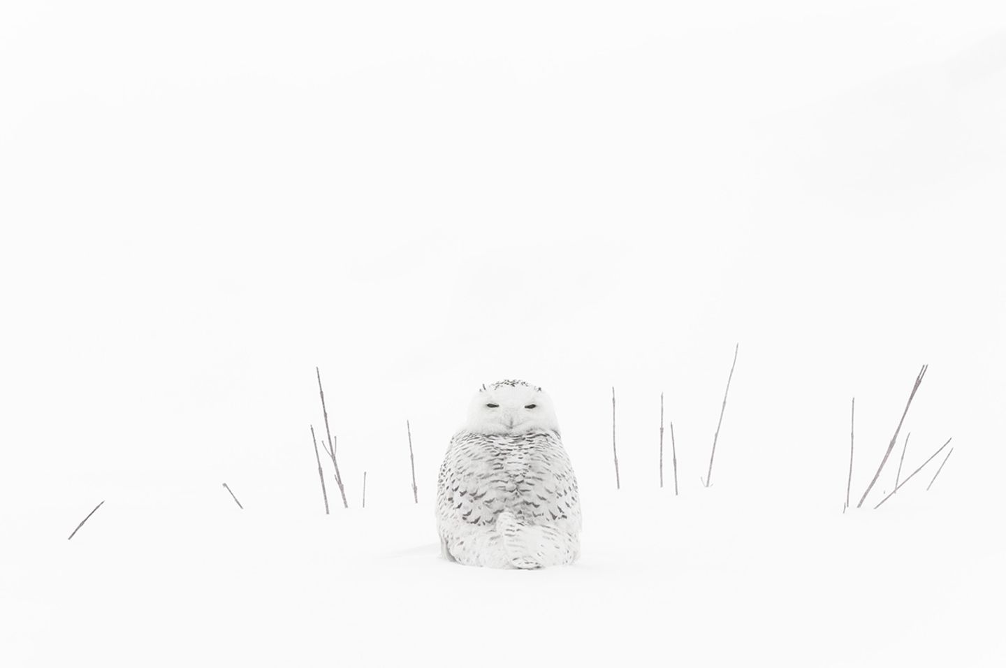 Schnee-Eule