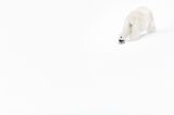 Eisbär