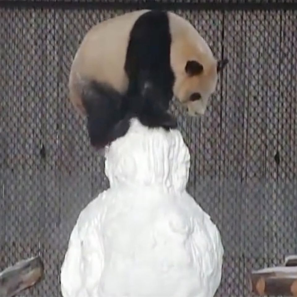 Panda gegen Schneemann