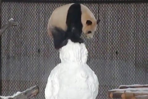 Panda gegen Schneemann