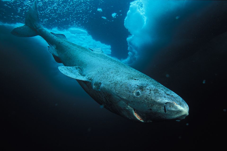 Grönlandhai, Foto von Paul Nicklen/Getty Images