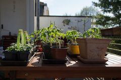 Tomatenpflanzen, Balkon