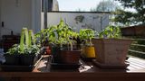 Tomatenpflanzen, Balkon