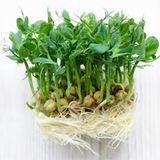 Erbsensprossen: Ein Einmachglas zu Hilfe nehmen