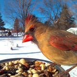 weiblicher Rotkardinal