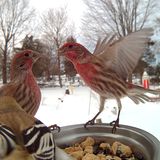 Hausgimpel und Goldzeisig