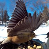 Goldzeisig, Indianermeise