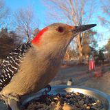 weiblicher Carolinaspecht