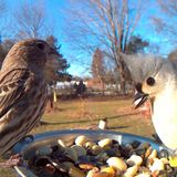 Hausgimpel, Indianermeise