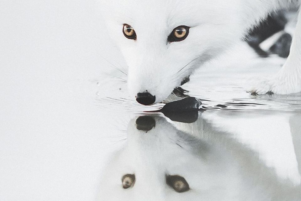 Ein weißer Fuchs