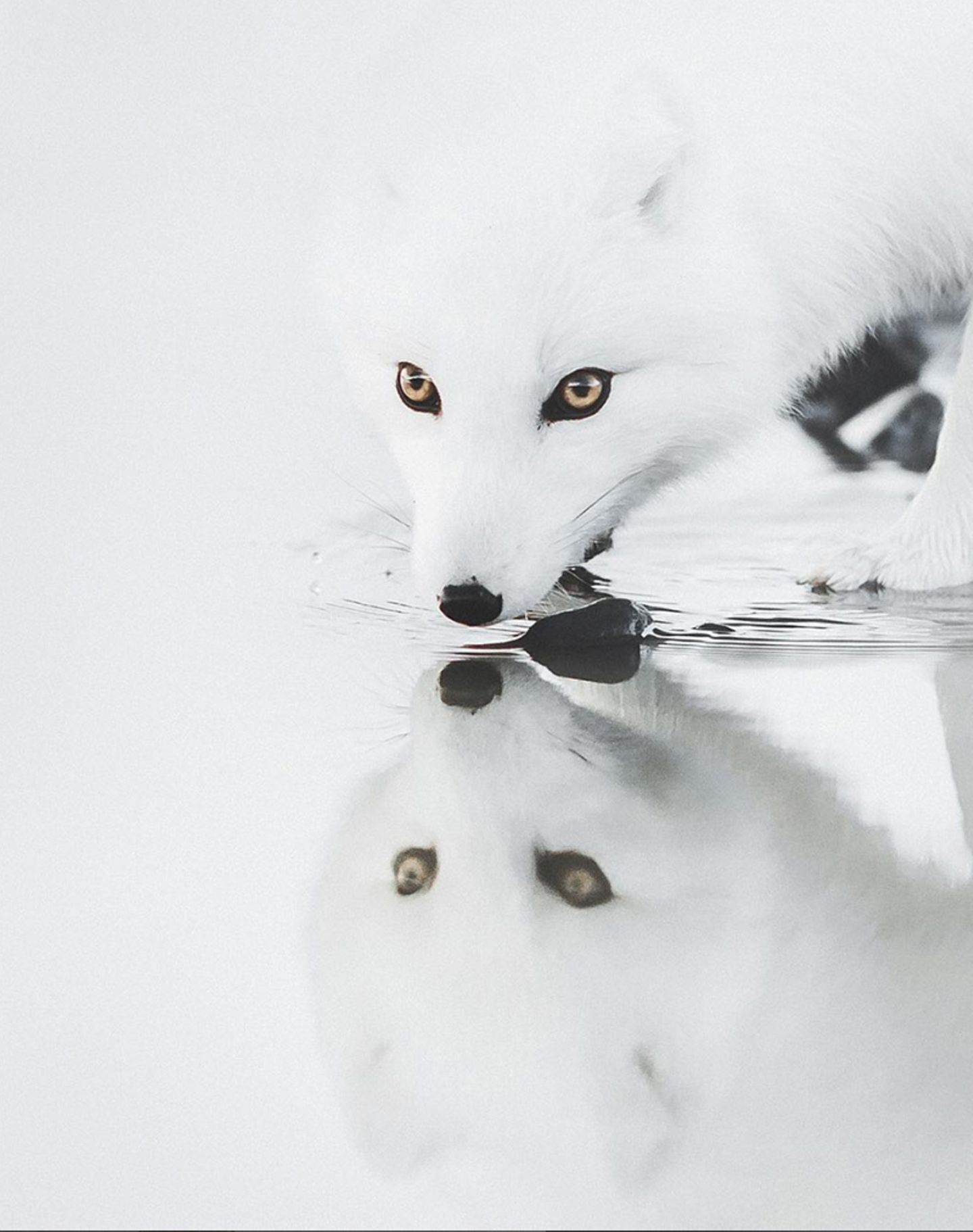 Ein weißer Fuchs