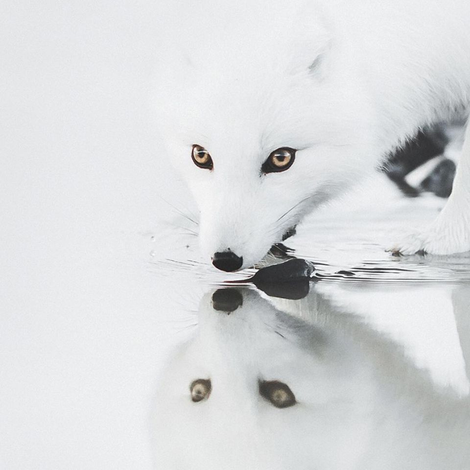 Ein weißer Fuchs