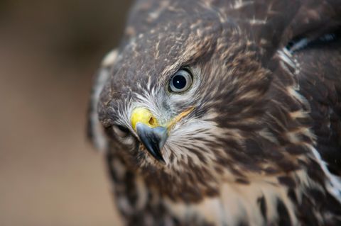 Mäusebussard