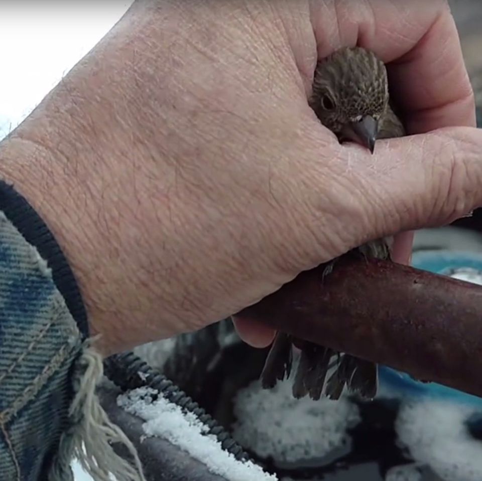 Behutsame Hilfe: Tierfreund rettet festgefrorenen Finken