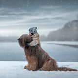 Andy Seliverstoff, Little Kids And Their Big Dogs