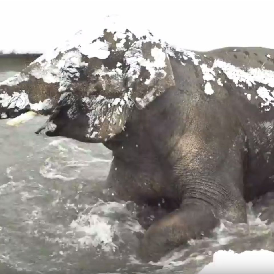 Schnee im Zoo von Oregon