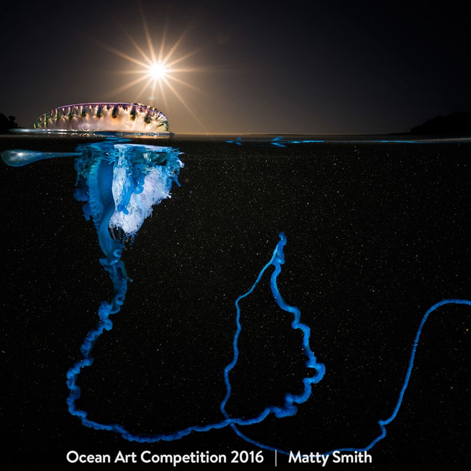 Ocean Art Competition 2016 / Matty Smith