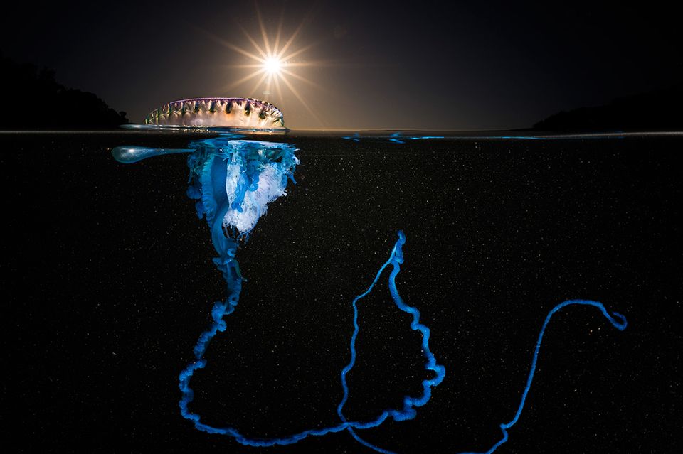 Ocean Art Competition 2016 / Matty Smith