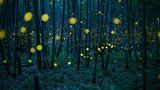 A Pageant of Light: Art by the Firefly