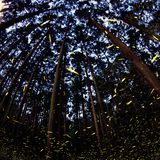 A Pageant of Light: Art by the Firefly