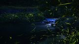A Pageant of Light: Art by the Firefly