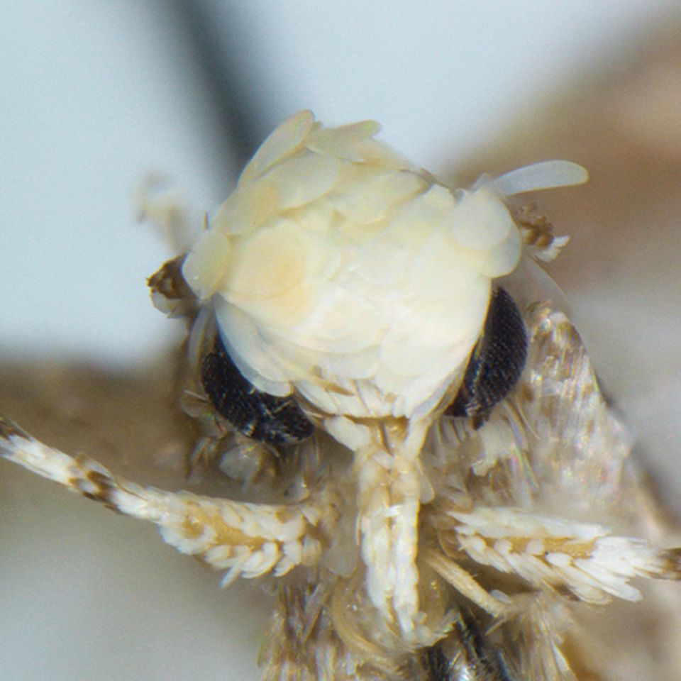 Neopalpa donaldtrumpi
