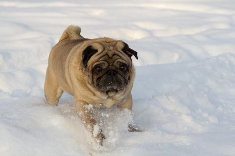 Mops im Schnee