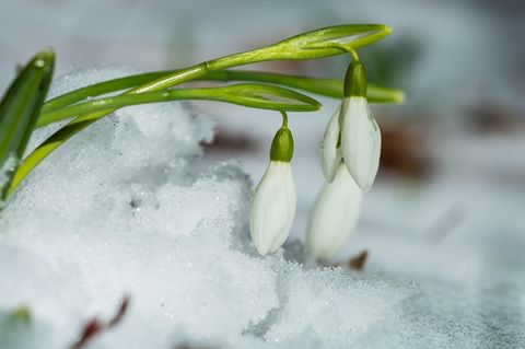 Schneeglöckchen im Schnee