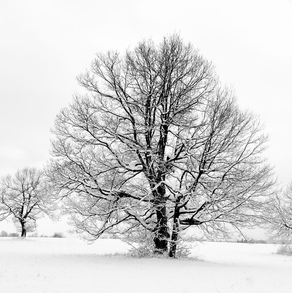 Kahler Baum im Schnee