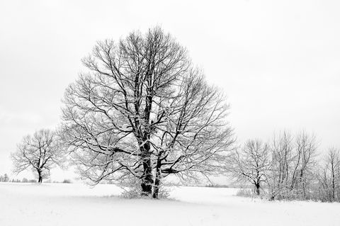 Kahler Baum im Schnee