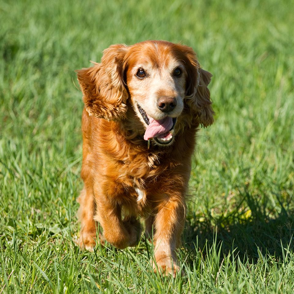 Cocker Spaniel